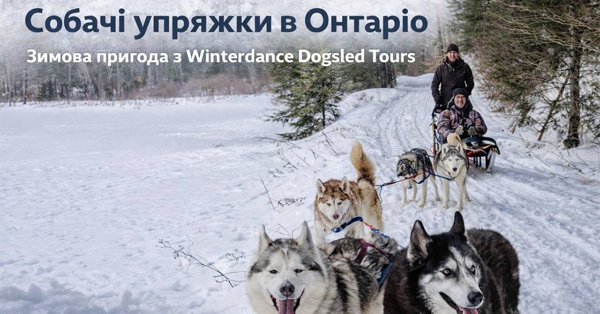 Хаскі в упряжці під час зимового туру Winterdance Dogsled Tours в Онтаріо.