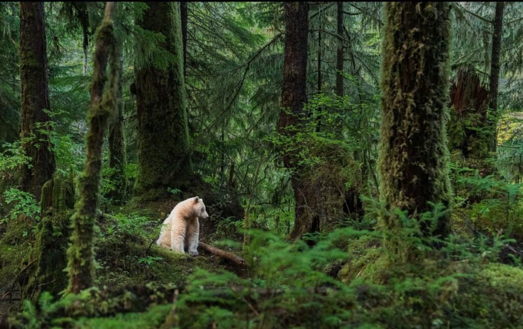 Туманний дощовий ліс і фіорди у Great Bear Rainforest, Британська Колумбія.