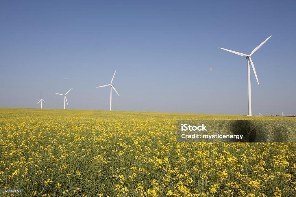 Жовте поле каноли з вітряками в муніципалітеті Лорн, провінція Манітоба, Канада.