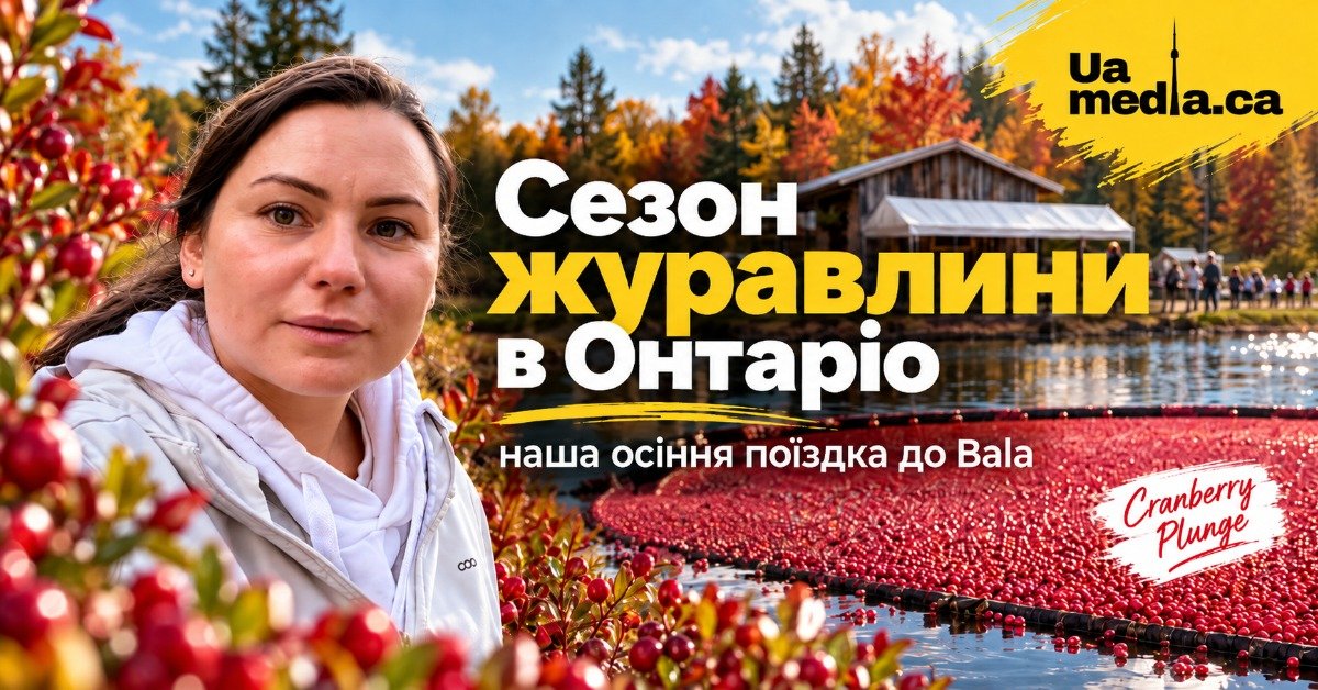 Жінка на фоні затопленого поля з яскраво-червоною журавлиною на фермі в містечку Bala.